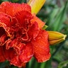 Hemerocallis X Moses Fire Daylily