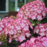 Hydrangea Macrophylla Seaside Serenade Hortfire Fire Island Big Leaf Hydrangea
