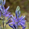 Camassia Quamash Small Camas