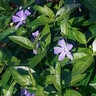 Vinca Minor Bowles Cunningham Common Periwinkle