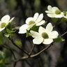 Cornus Nuttalii Pacific Dogwood