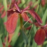 Iris Fulva Copper Iris