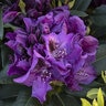 Rhododendron X Edith Bosley Rhododendron