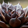 Echeveria Black Prince Hen and Chicks