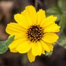 Encelia Californica Coast Sunflower