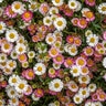 Erigeron Karvinskianus Profusion Mexican Daisy