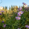 Aster Oblongifolius October Skies Aromatic Aster