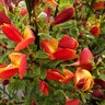Cytisus X Lena Dallimore Broom