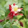 Aquilegia X Caerulea Red Hobbit Columbine