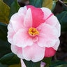 Camellia Japonica Lady Vansittart Camellia