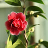 Camellia Japonica Tama Vino Camellia