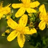 Hypericum Perforatum St. Johns Wort