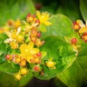 Hypericum Prolificum Shrubby St. Johns Wort
