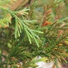 Thujopsis Dolabrata Nana Hiba Arborvitae