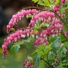 Dicentra Formosa Bleeding Heart