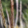 Aristida Purpurea Purple Three Awn