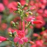 Penstemon Schmidel Riding Hood Red Beardtongue