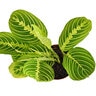 Maranta Leuconeura Lemon Lime Prayer Plant