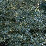 Ilex Aquifolium Aurea Marginata Variegated English Holly