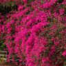 Bougainvillea Spectabilis Bougainvillea