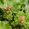 Rheum Rhabarbarum Rhubarb