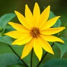 Helianthus Divaricatus Woodland Sunflower