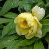 Paeonia Suffruticosa High Noon Tree Peony