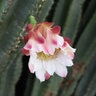 Cereus repandus Peruvian Apple Cactus