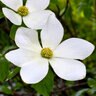 Cornus Nuttalii Pacific Dogwood