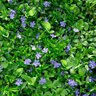 Vinca Minor Bowles Cunningham Common Periwinkle