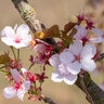 Prunus X Hillieri Spire Flowering Cherry
