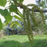 Juglans Cinerea White Walnut