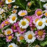 Erigeron Karvinskianus Profusion Mexican Daisy