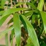 Pseudosasa Japonica Arrow Bamboo