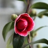 Camellia Japonica Tama Vino Camellia