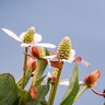 Anemopsis Californica Yerba Mansa