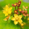 Hypericum Prolificum Shrubby St. Johns Wort