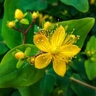 Hypericum Perforatum St. Johns Wort