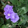 Convolvulus Mauritanicus Ground Morning Glory