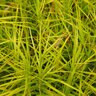 Carex Muskingumensis Palm Sedge
