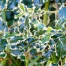 Ilex Aquifolium Aurea Marginata Variegated English Holly