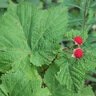 Rubus Parviflorus Western Thimbleberry