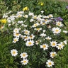 Argyranthemum Frutescens Marguerite Daisy