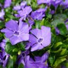 Vinca Minor Bowles Cunningham Common Periwinkle