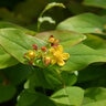 Hypericum Prolificum Shrubby St. Johns Wort
