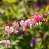 Dicentra Formosa Bleeding Heart