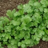 Coriandrum Sativum Cilantro