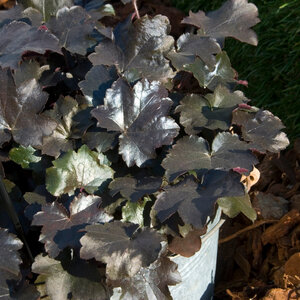 Heuchera Blackout Coral Bells