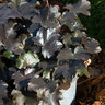 Heuchera Blackout Coral Bells