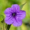 Ruellia Humilis Wild Petunia